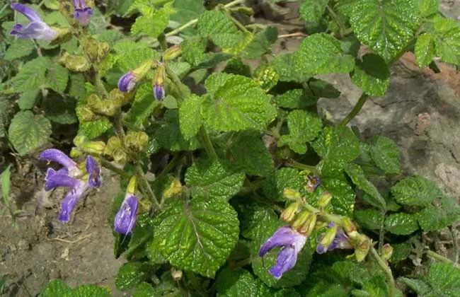 农村孩子爱吃的蜂糖罐并不是普通野草而是紫丹参