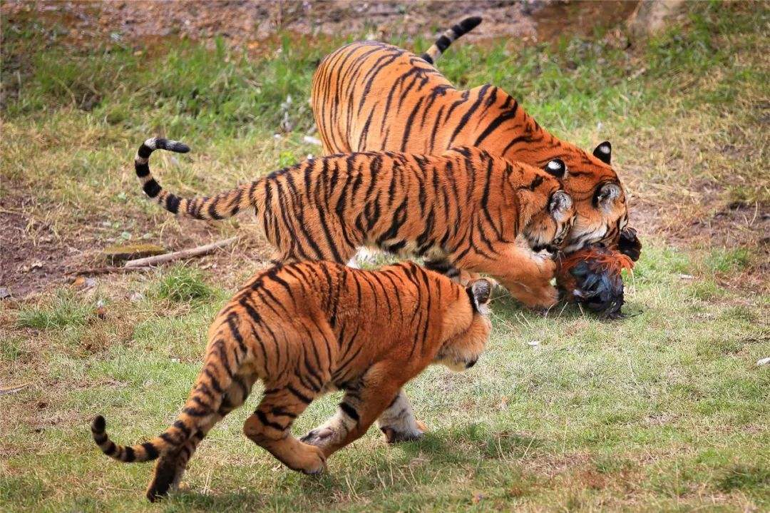 华南虎|绝迹的巨水鸡能再次出现，那野生华南虎会被重新发现吗？