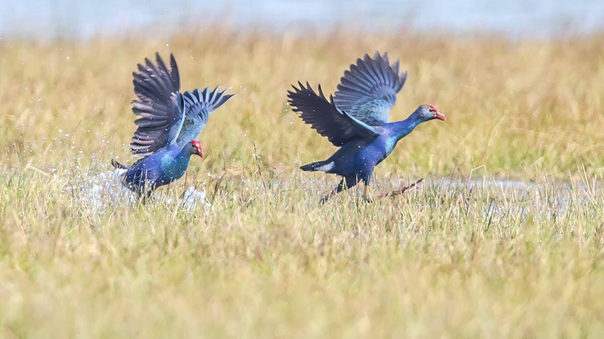 华南虎|绝迹的巨水鸡能再次出现，那野生华南虎会被重新发现吗？