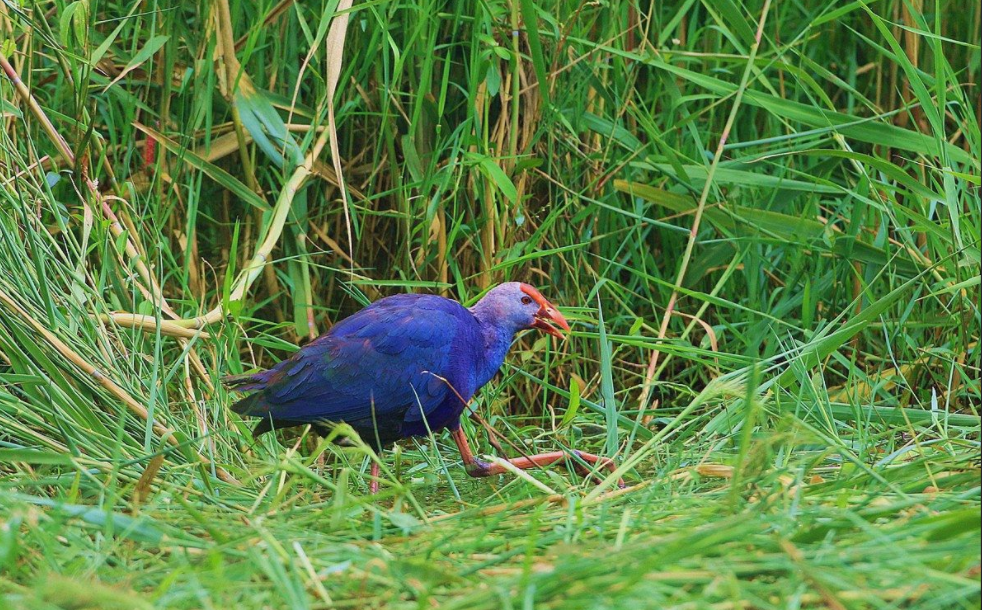 华南虎|绝迹的巨水鸡能再次出现，那野生华南虎会被重新发现吗？