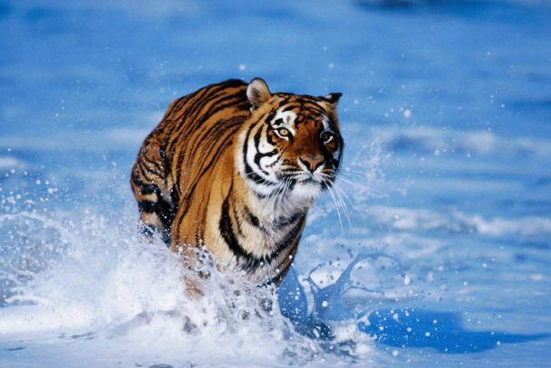 华南虎|绝迹的巨水鸡能再次出现，那野生华南虎会被重新发现吗？