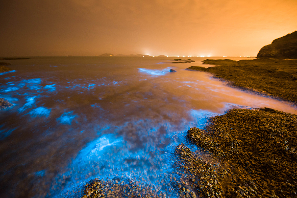 单细胞生物"甲藻"是如何照亮海洋的?夜晚蓝色的光芒很是迷人!