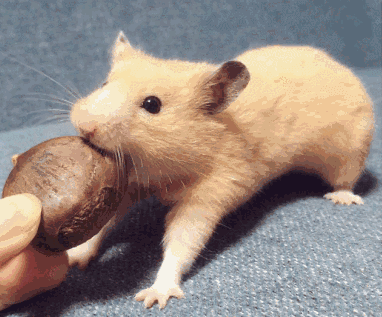 鼠疫杆菌|已致8人死亡!疾控中心紧急提醒:别在这地方过夜