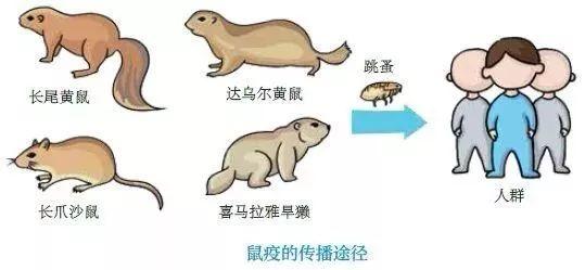 鼠疫杆菌|已致8人死亡!疾控中心紧急提醒:别在这地方过夜