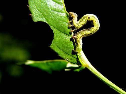 槐尺蠖这种病虫的名字花友们还是比较少听到的,它是一种专门危害槐树