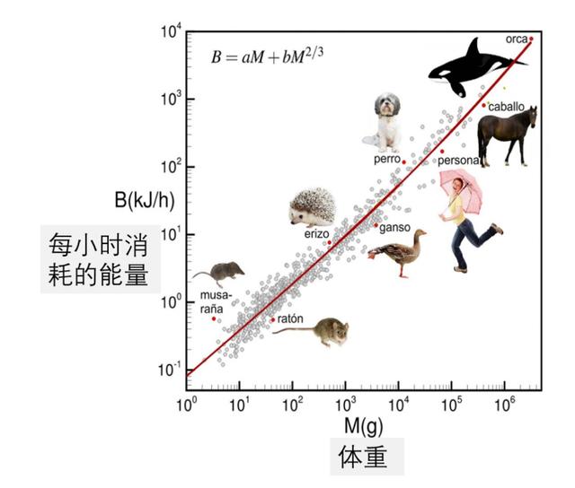 大王具足虫|宿便能攒4年，这个大虫子因为粑粑火了