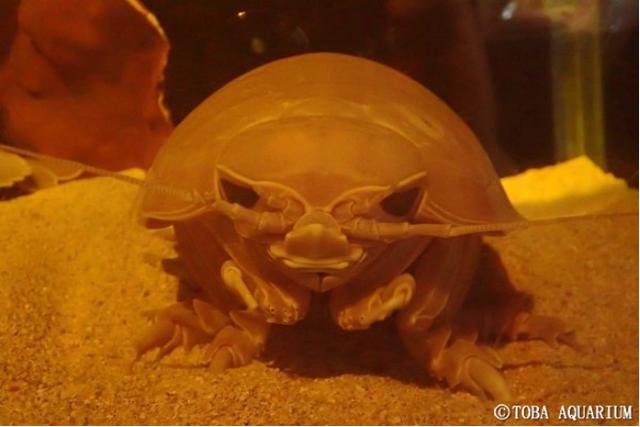 大王具足虫|宿便能攒4年，这个大虫子因为粑粑火了