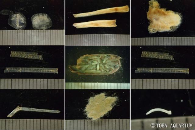 大王具足虫|宿便能攒4年，这个大虫子因为粑粑火了