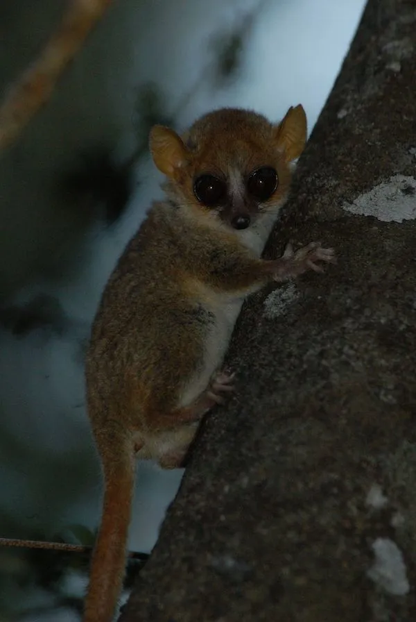 冬虫夏草|IUCN濒危物种红色名录更新，冬虫夏草首上名录