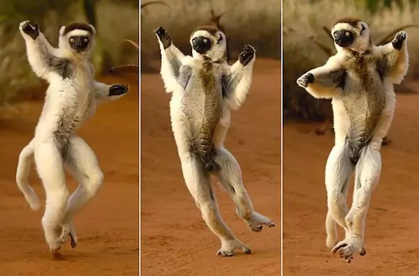 冬虫夏草|IUCN濒危物种红色名录更新，冬虫夏草首上名录