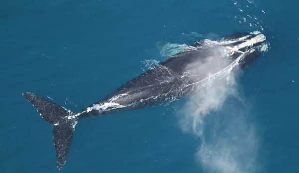 冬虫夏草|IUCN濒危物种红色名录更新，冬虫夏草首上名录
