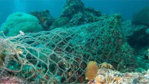 冬虫夏草|IUCN濒危物种红色名录更新，冬虫夏草首上名录