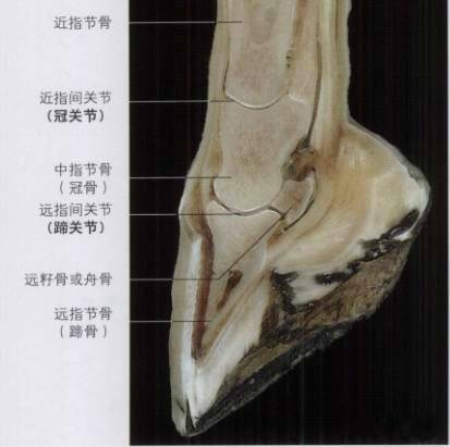 科学|驯养的马要定期修马蹄，为什么野马不用？