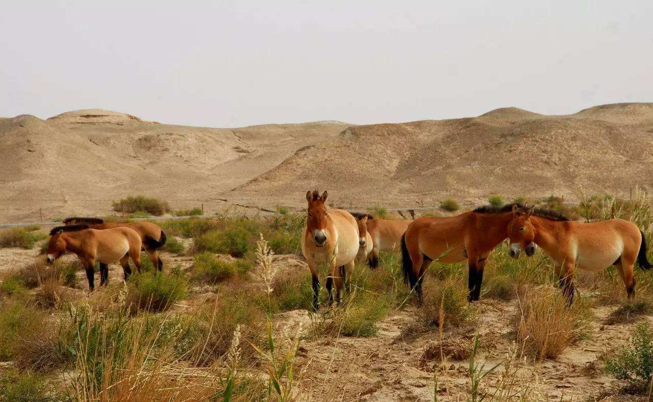 科学|驯养的马要定期修马蹄，为什么野马不用？