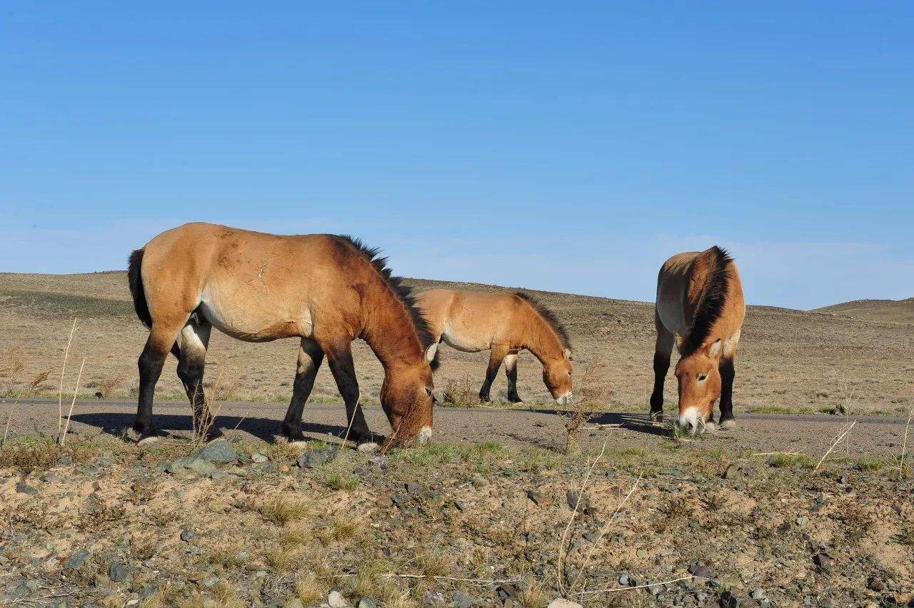 科学|驯养的马要定期修马蹄，为什么野马不用？