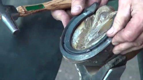 科学|驯养的马要定期修马蹄，为什么野马不用？