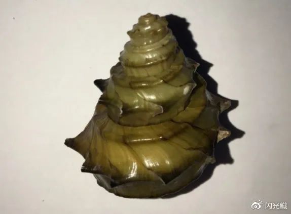 螺蛳粉|螺蛳要成为国家二级保护动物？螺蛳粉还能吃吗？