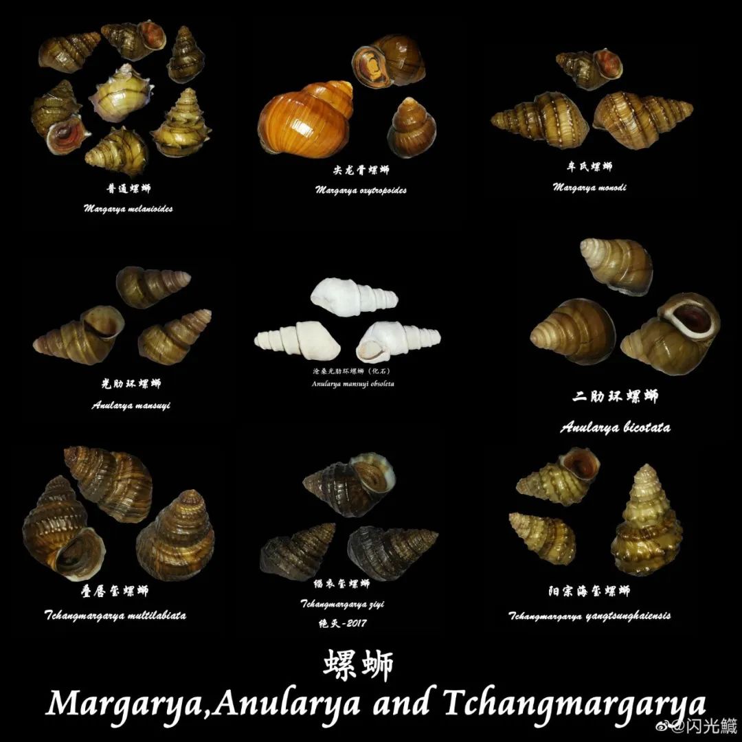 螺蛳粉|螺蛳要成为国家二级保护动物？螺蛳粉还能吃吗？