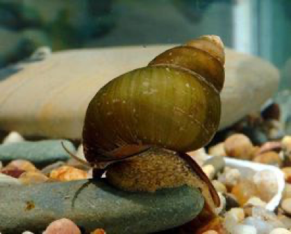 螺蛳粉|螺蛳要成为国家二级保护动物？螺蛳粉还能吃吗？