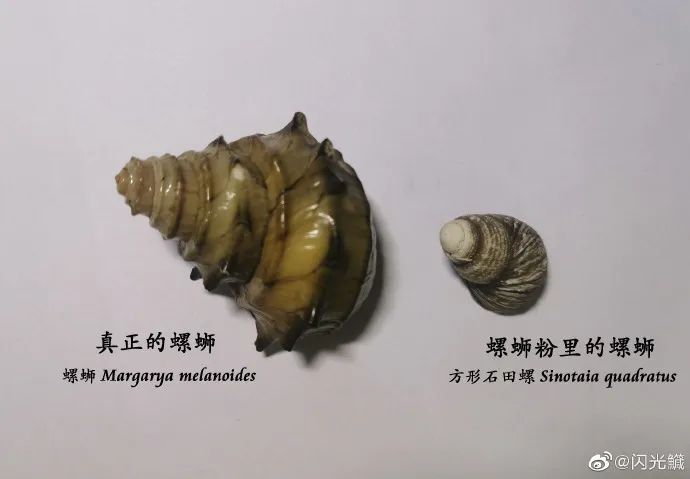 螺蛳粉|螺蛳要成为国家二级保护动物？螺蛳粉还能吃吗？