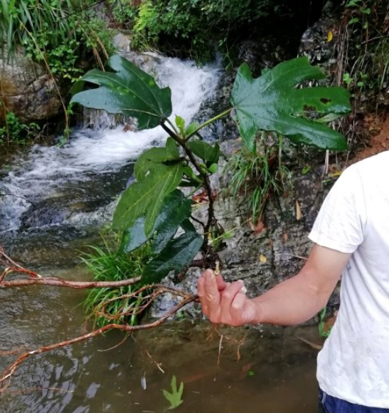 炖鸡汤|一种野草，根系特别滋补，农村人都用它炖鸡汤！
