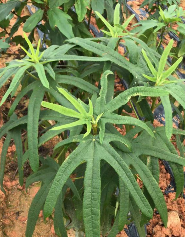 炖鸡汤|一种野草，根系特别滋补，农村人都用它炖鸡汤！