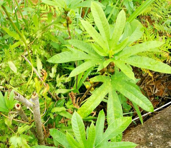 炖鸡汤|一种野草，根系特别滋补，农村人都用它炖鸡汤！