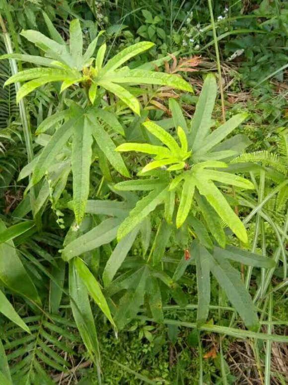 炖鸡汤|一种野草，根系特别滋补，农村人都用它炖鸡汤！