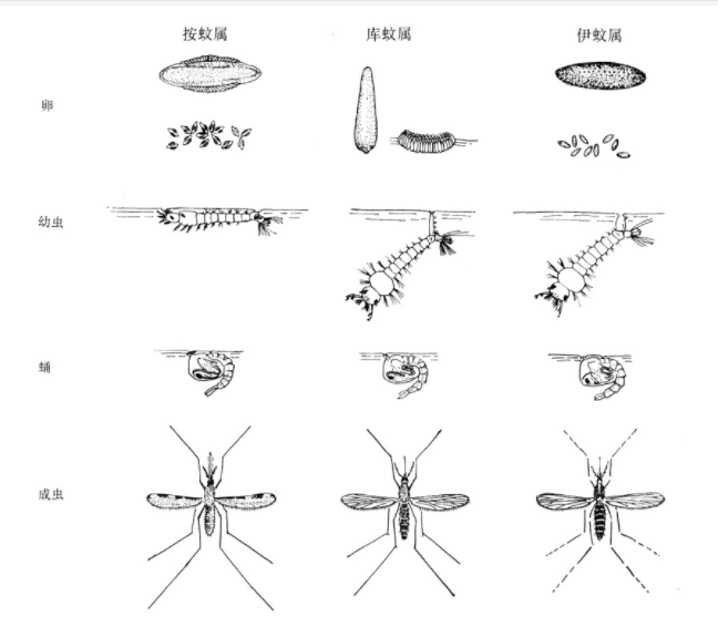 科学|蚊子吸血不算啥，为什么要传播疾病呢？