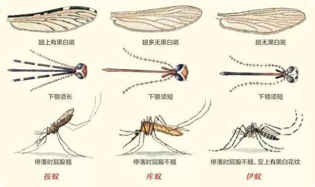 科学|蚊子吸血不算啥，为什么要传播疾病呢？