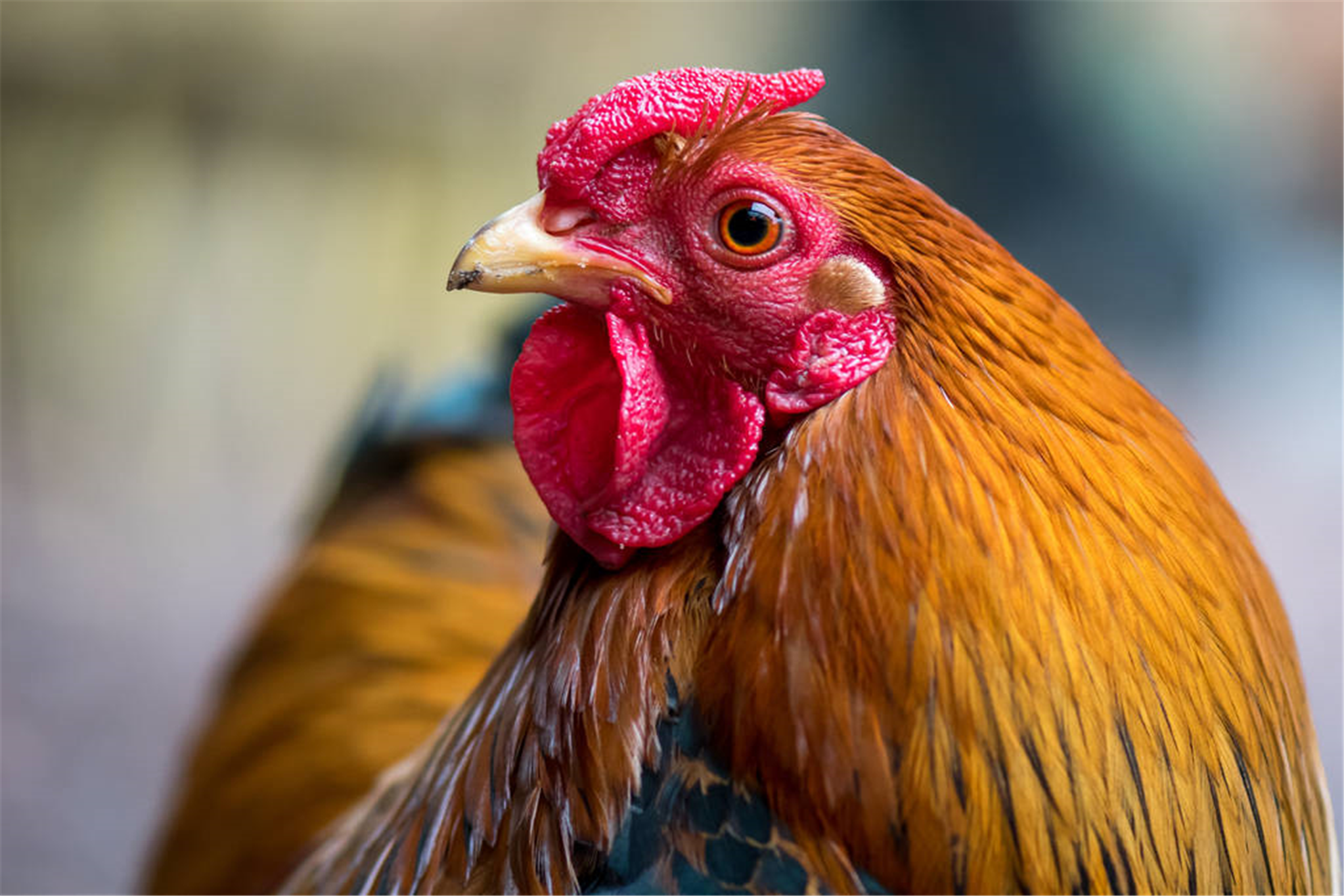 农家母鸡打鸣是不祥之兆？采取1种方法，就能恢复正常，很灵