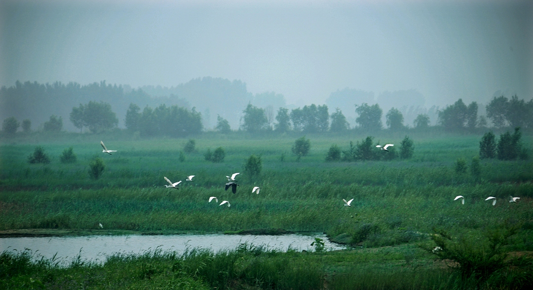 野生动物|北京绿色家园建设现盛况:全市野生动物已达500多种