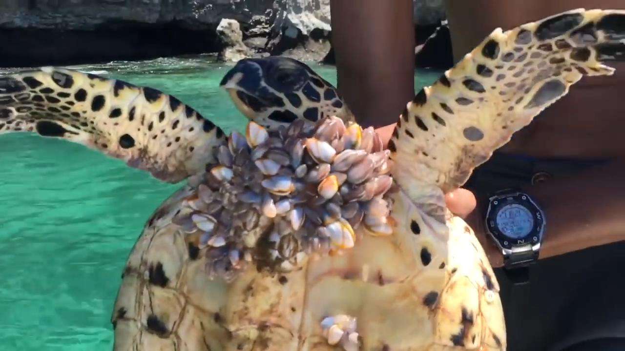 藤壶|在海里欺负鲸鱼和海龟的藤壶，到底有多可怕？