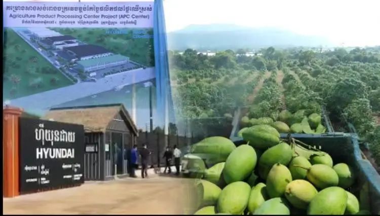 海关|解读｜关于柬埔寨鲜食芒果输往中国植物检疫要求的公告