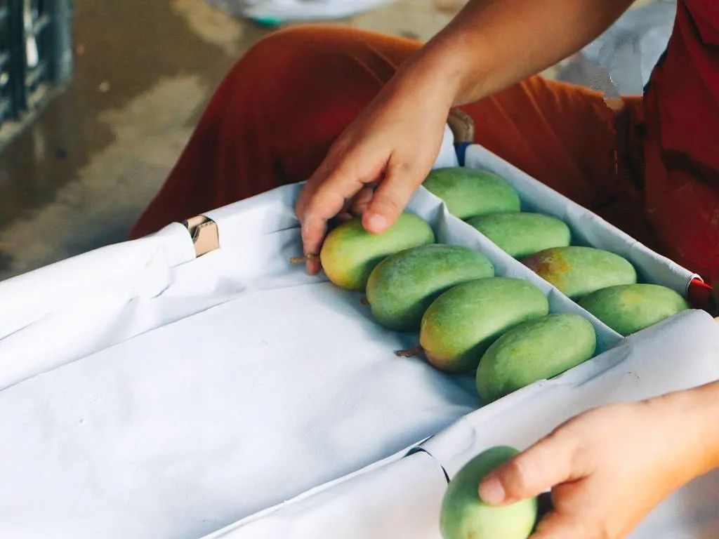 海关|解读｜关于柬埔寨鲜食芒果输往中国植物检疫要求的公告