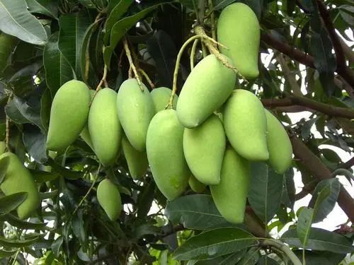 海关|解读｜关于柬埔寨鲜食芒果输往中国植物检疫要求的公告