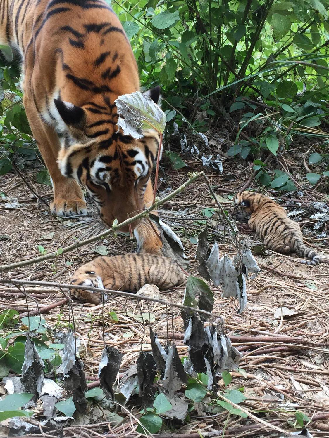 华南虎|当年被送往非洲野化的两只华南虎,现在怎么样了?
