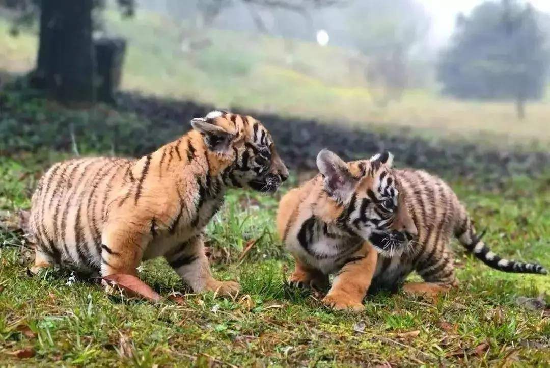 华南虎|当年被送往非洲野化的两只华南虎,现在怎么样了?