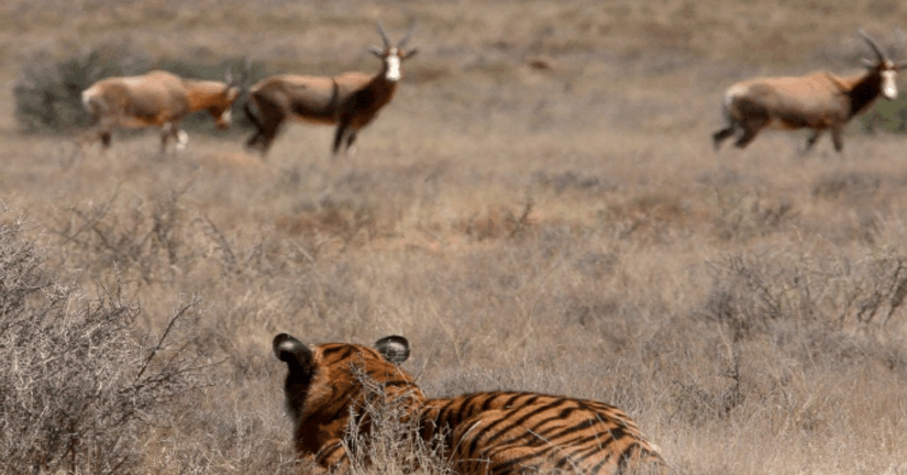 华南虎|当年被送往非洲野化的两只华南虎,现在怎么样了?
