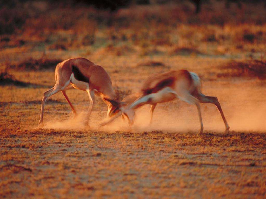 华南虎|当年被送往非洲野化的两只华南虎,现在怎么样了?