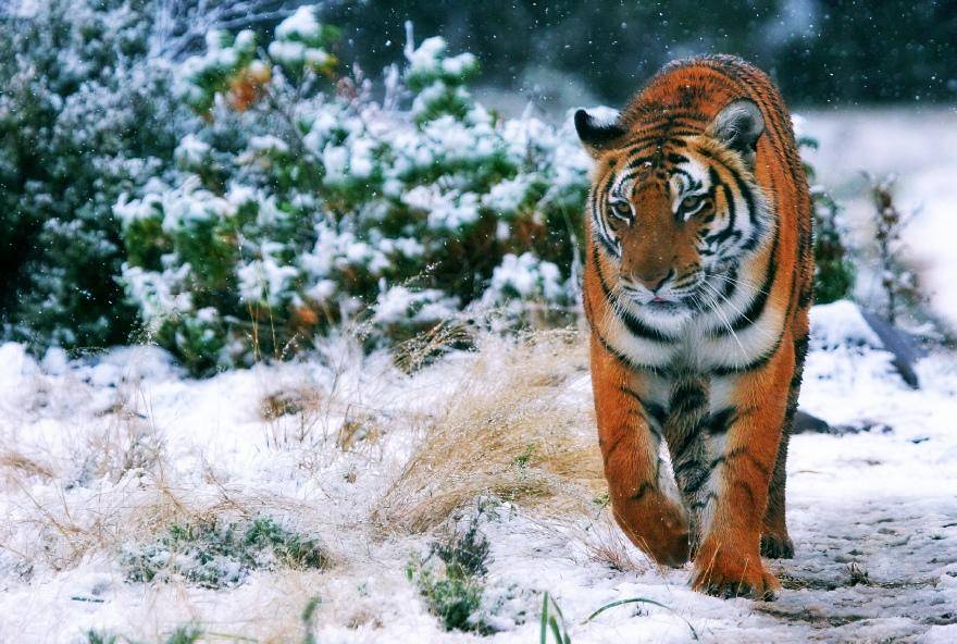 华南虎|当年被送往非洲野化的两只华南虎,现在怎么样了?