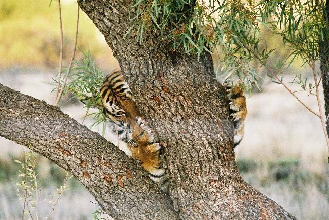 华南虎|当年被送往非洲野化的两只华南虎,现在怎么样了?