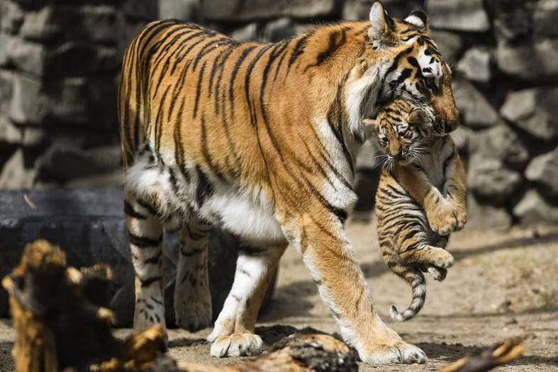 华南虎|当年被送往非洲野化的两只华南虎,现在怎么样了?