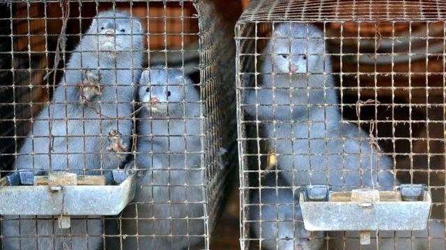 经济日报|西班牙一农场近10万只水貂因新冠疫情被扑杀