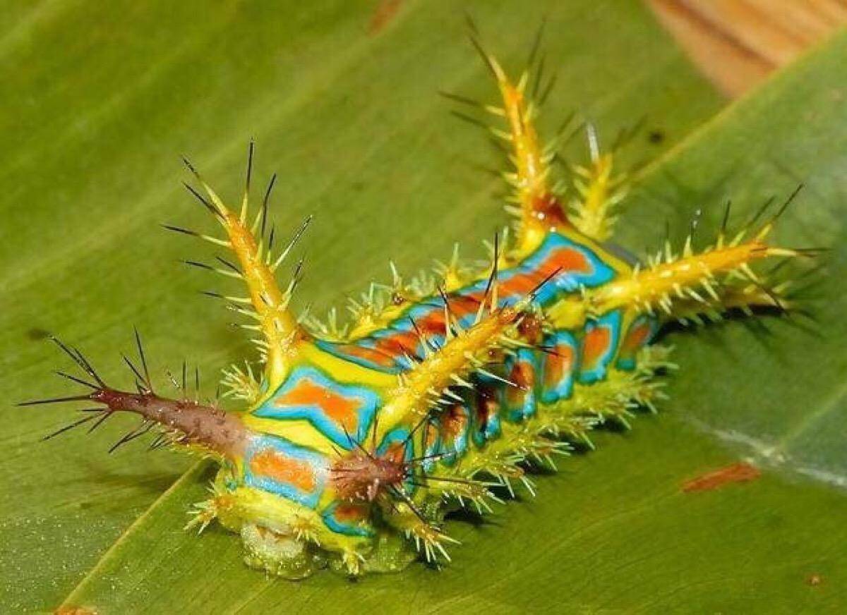 洋辣子|农村随处可见的洋辣子,为什么会被人们当作美食?