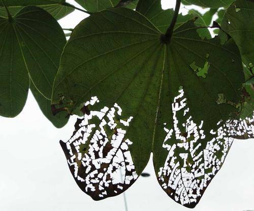 洋辣子|农村随处可见的洋辣子,为什么会被人们当作美食?