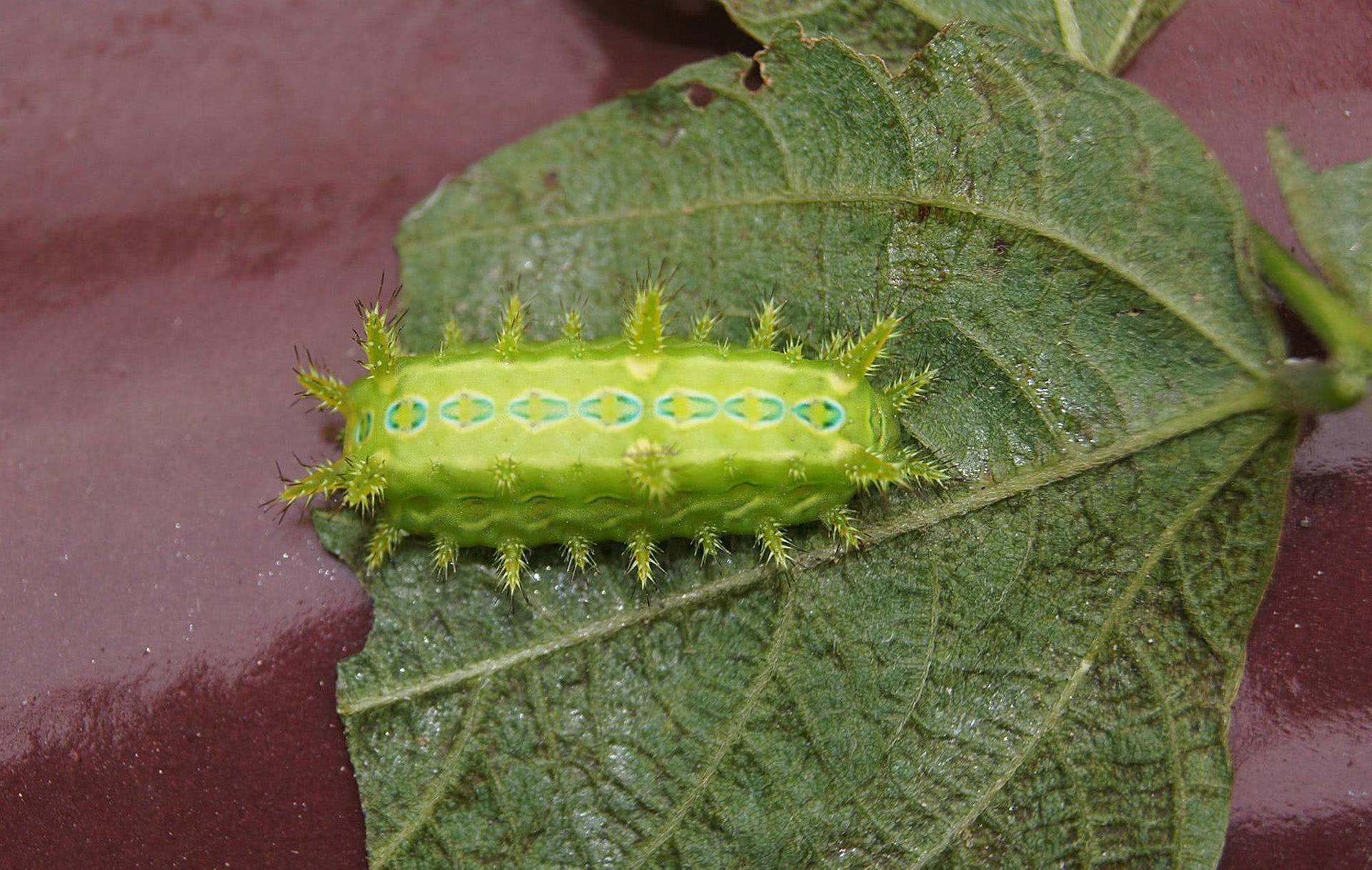 洋辣子|农村随处可见的洋辣子,为什么会被人们当作美食?