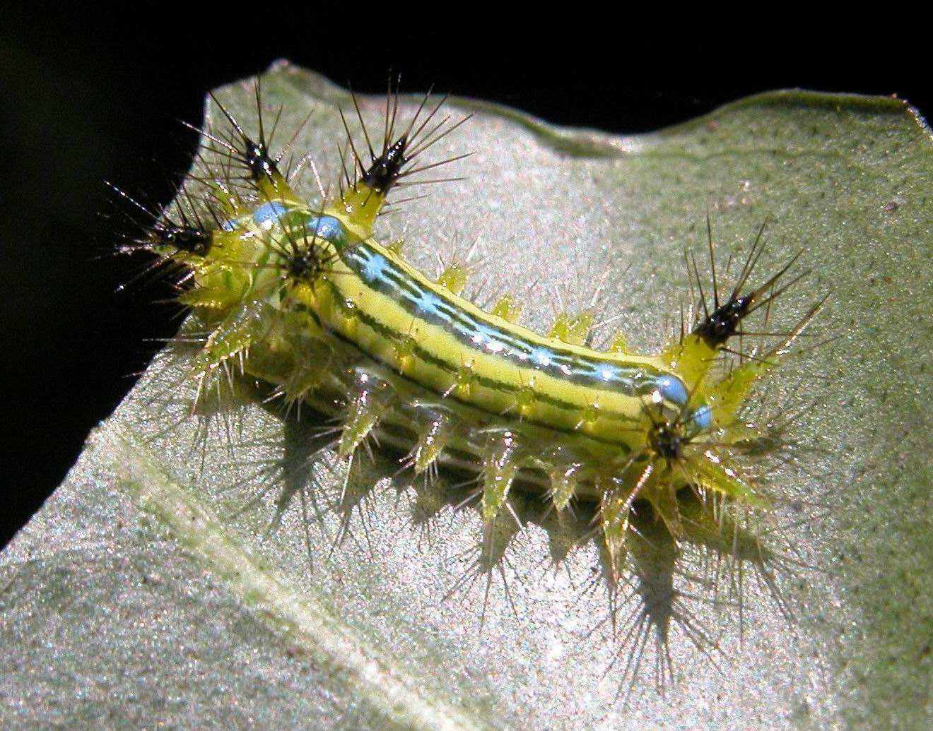 洋辣子|农村随处可见的洋辣子,为什么会被人们当作美食?