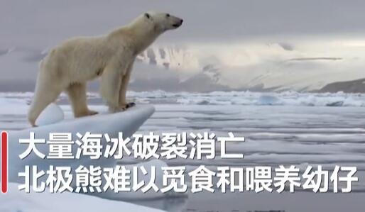 北极熊|北极熊或在2100年灭绝？全球变暖致海冰破裂消亡 难以觅食喂养幼仔北极熊将在2100年灭绝