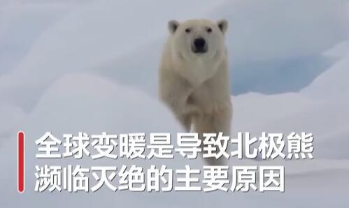 北极熊|北极熊或在2100年灭绝？全球变暖致海冰破裂消亡 难以觅食喂养幼仔北极熊将在2100年灭绝